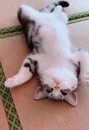 新手养猫选择哪种猫平价,买猫推荐不怎么掉毛