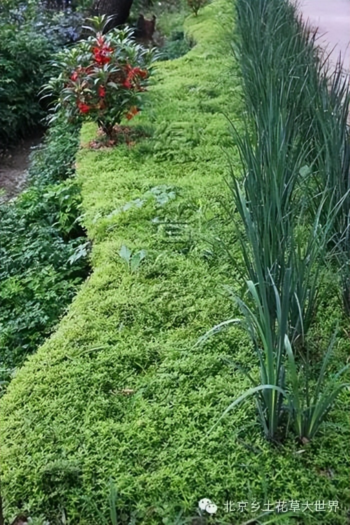 缁挎櫘鏂瑰渾鑺卞崏绉戞妧鏈夐檺鍏徃,缁挎櫘鏂瑰渾