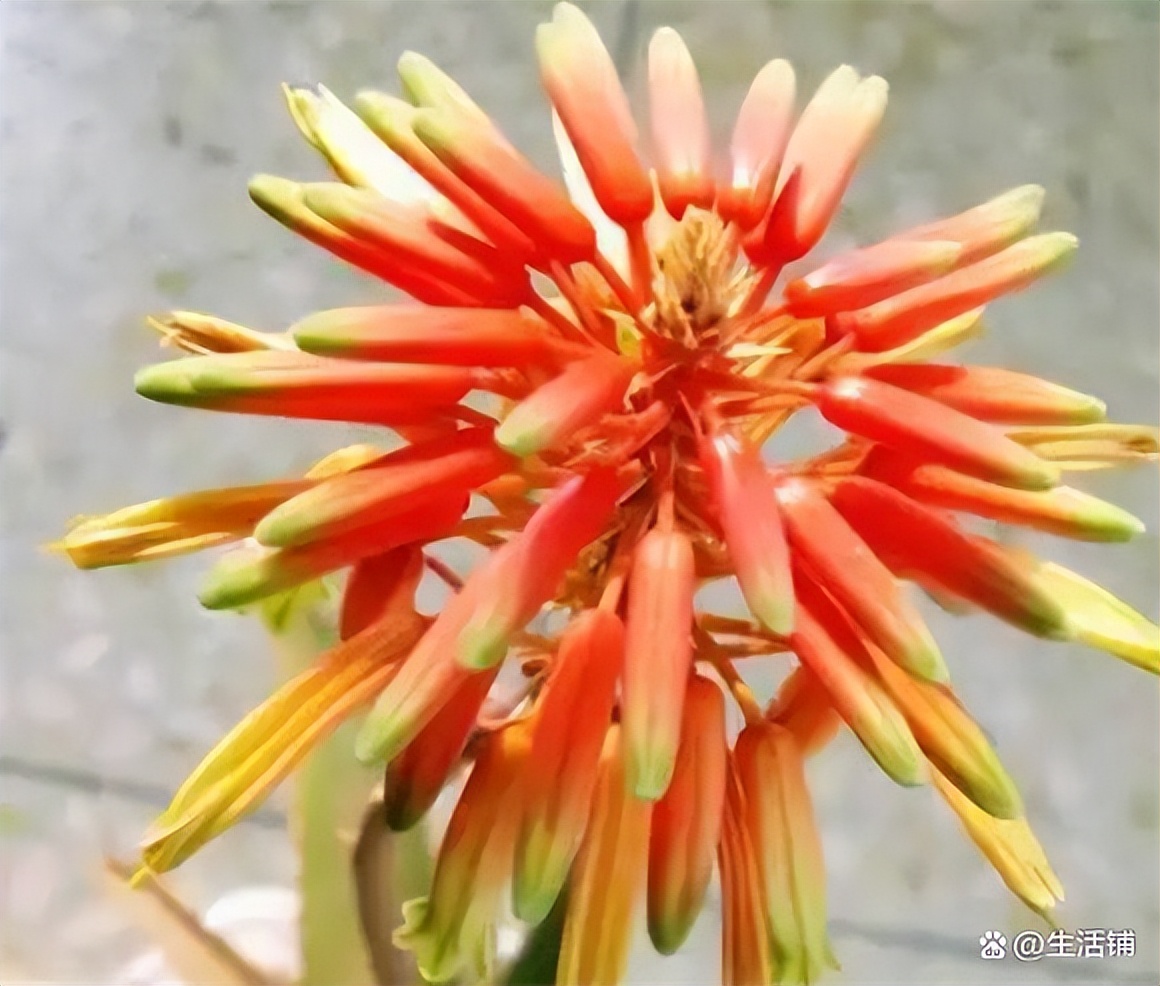 芦荟开花预示好兆头为什么要剪掉,芦荟二月份开花是好兆头
