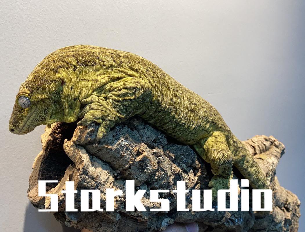 90后隐秘的爬宠圈：一条蛇卖几十万、像开盲盒一样上瘾……