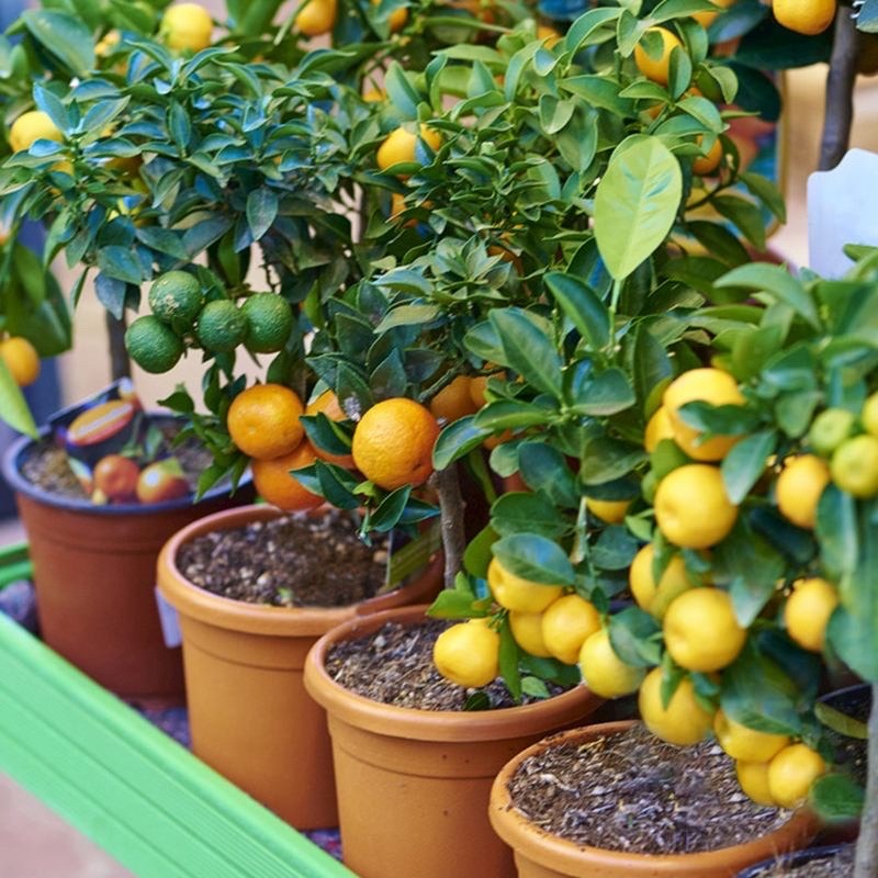 适合家庭院子种植的大型果树,适合阳台种植的果树结果多