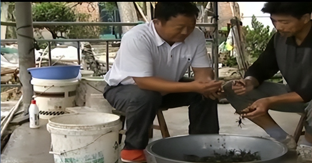 两只螃蟹拍卖出20万，农村大叔养出天价蟹，带动当地年收入20亿