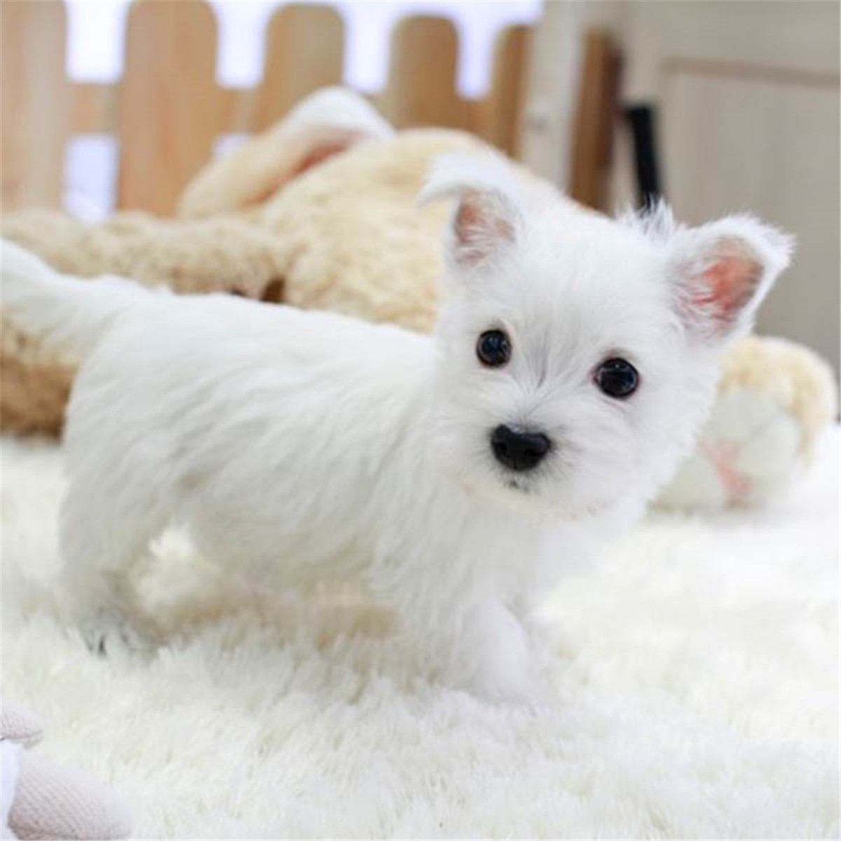 西高地白梗价格多少钱一只？鉴定西高地的四种方法？