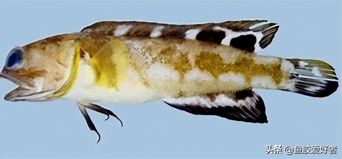 鱼胶是哪种鱼比较好,一分钟科普完鱼胶品种