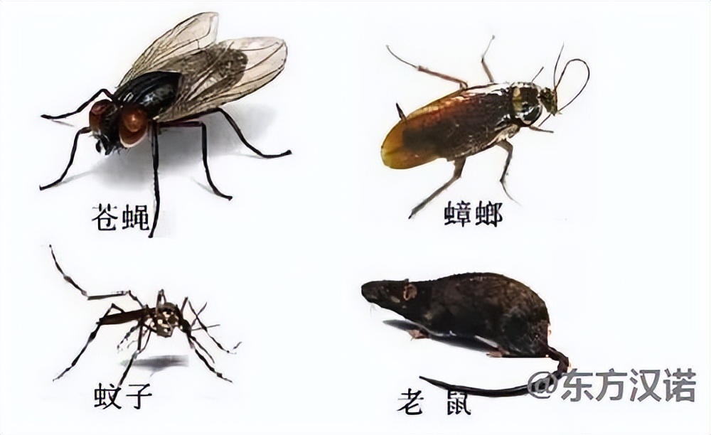 现在的除四害工作中的四害是什么,四害消杀小知识