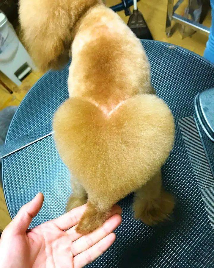 狗子剪出发射爱心的小屁屁