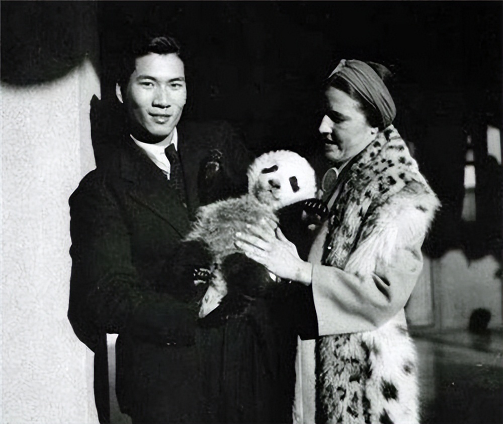 我国被偷的大熊猫,外国人偷大熊猫有多疯狂