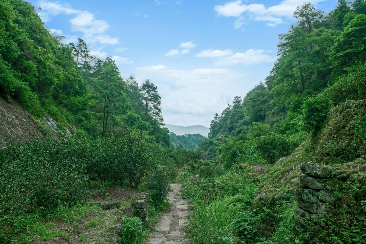 奇葩的茶名,奇葩的茶名字