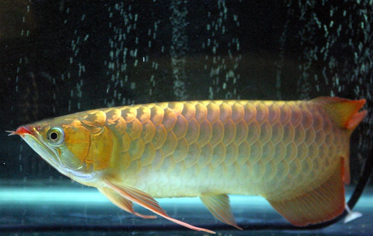 急救金龙鱼,如何救金龙鱼