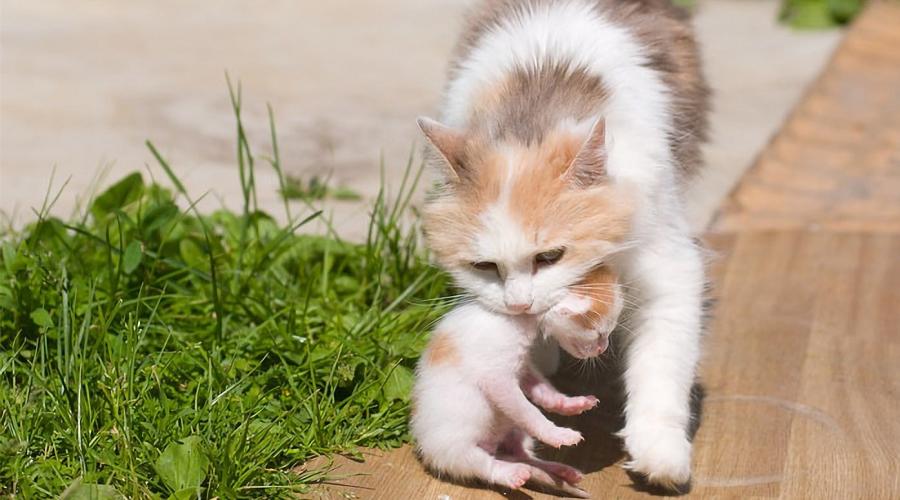 母猫为什么喜欢把小猫叼到猫砂盆,母猫为什么把小奶猫到处叼