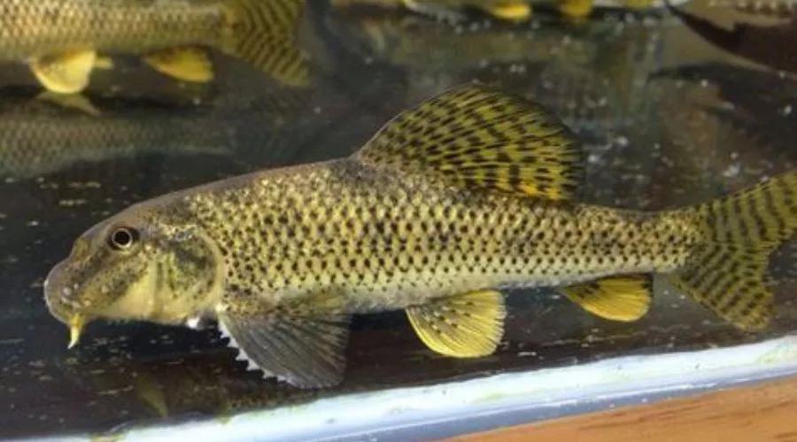 棒花鱼食用价值,野生的小鱼没有鱼食该吃什么