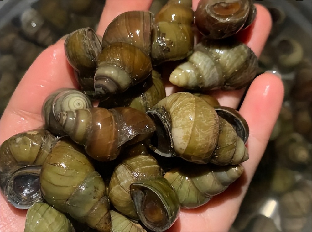 螺蛳列为保护动物还能吃吗,螺蛳真的被列为保护动物了吗