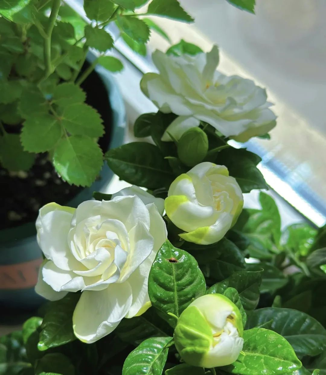 这5种花就喜欢水,5种花夏季缺水