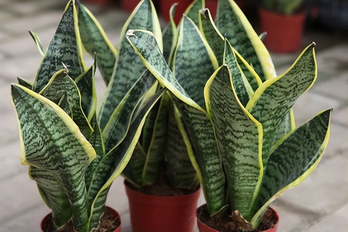 可以去除甲醛的植物有哪些,除甲醛最好的植物是哪些