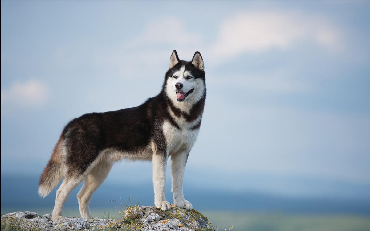 新手养狗千万别养哈士奇,是不是第一次养狗不要养哈士奇