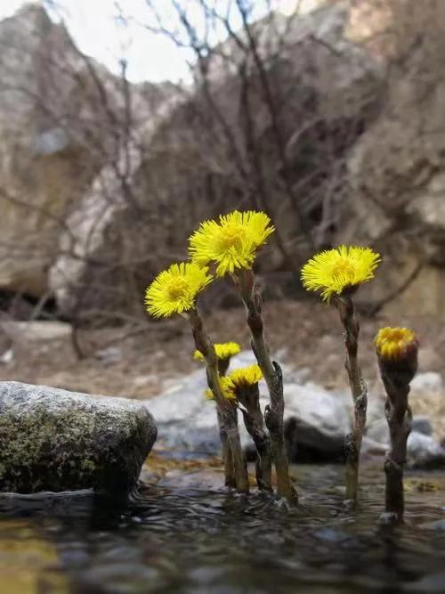 川贝蜜炼枇杷膏好喝吗,蜜炼川贝枇杷膏口感好