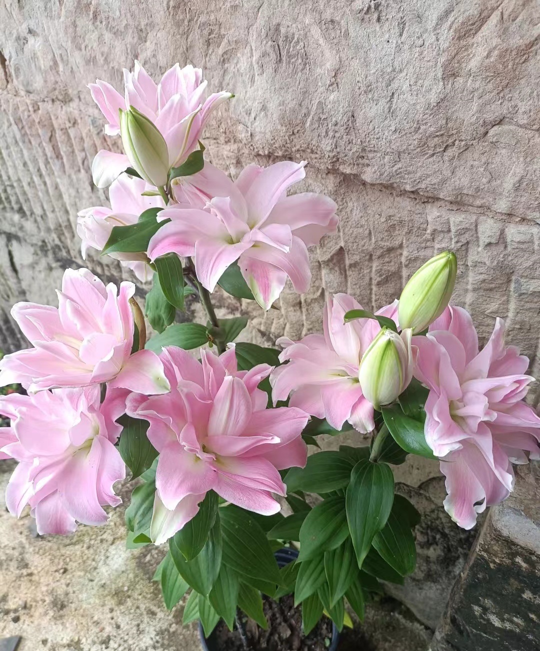 喜欢百合花，就养“重瓣百合”，花大色美，香气怡人，养护也简单