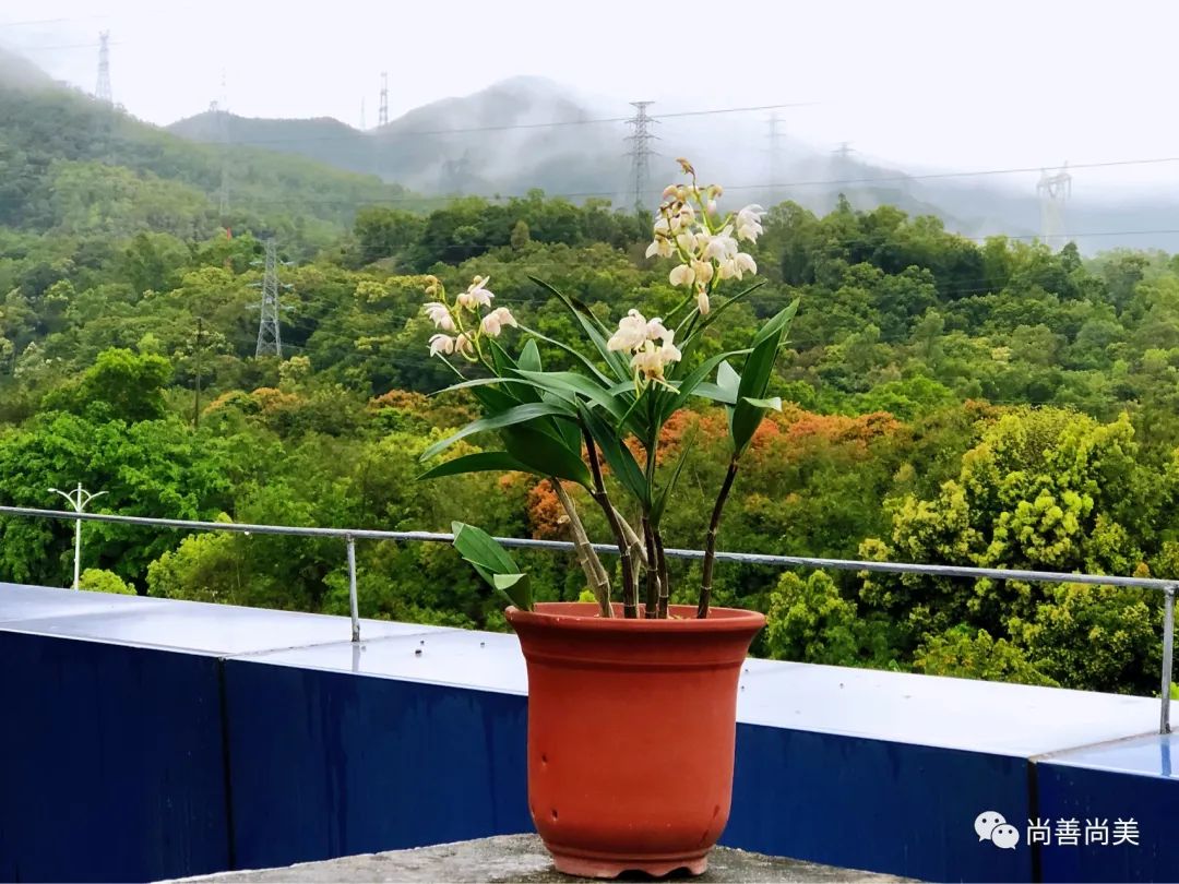 香水石斛兰花怎么养,家养香水石斛为什么不开花