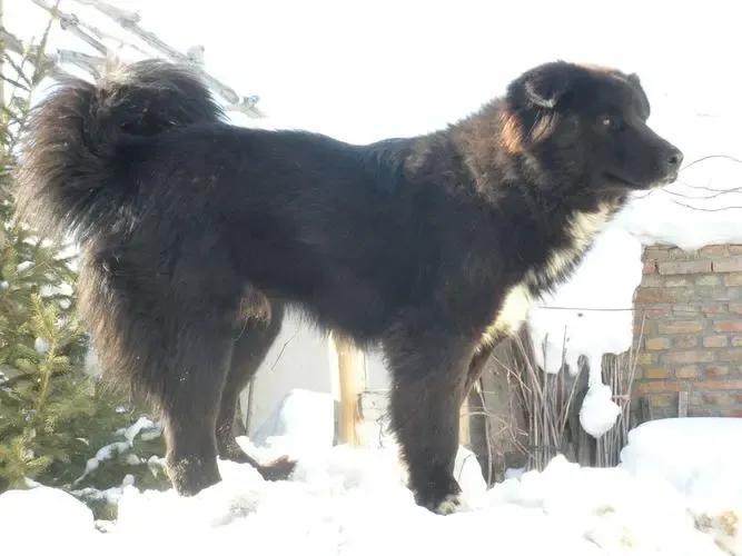 狗有哪些犬种,中国狗犬种排名