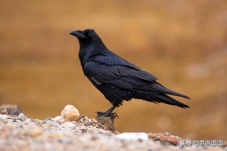 一只八哥飞来“插队”核检,一只八哥飞来插队