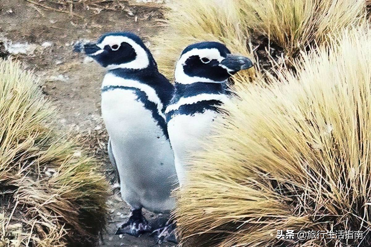 南美心灵之旅世界上地形最狭长的国家-智利