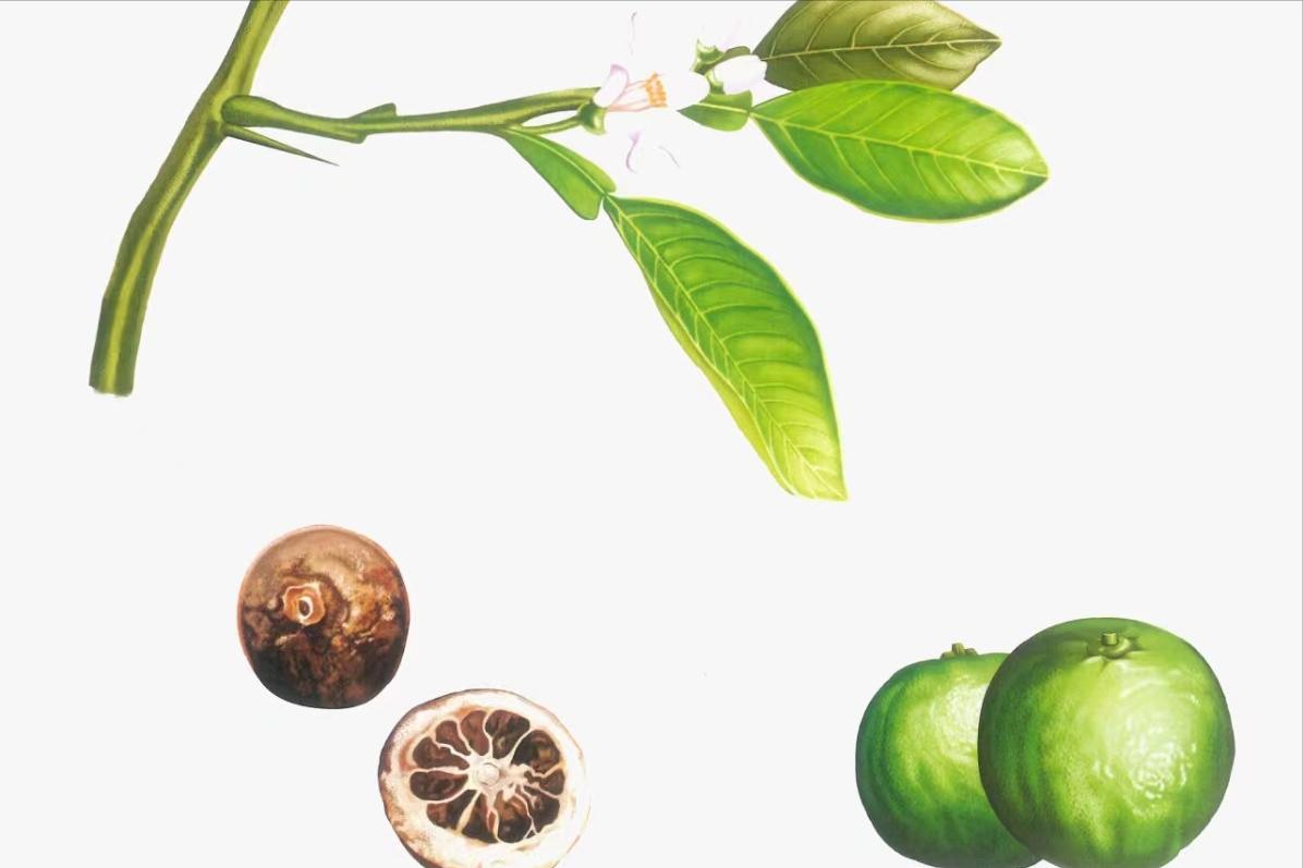 胃肿的很大还胀气,胃满腹胀吃啥药