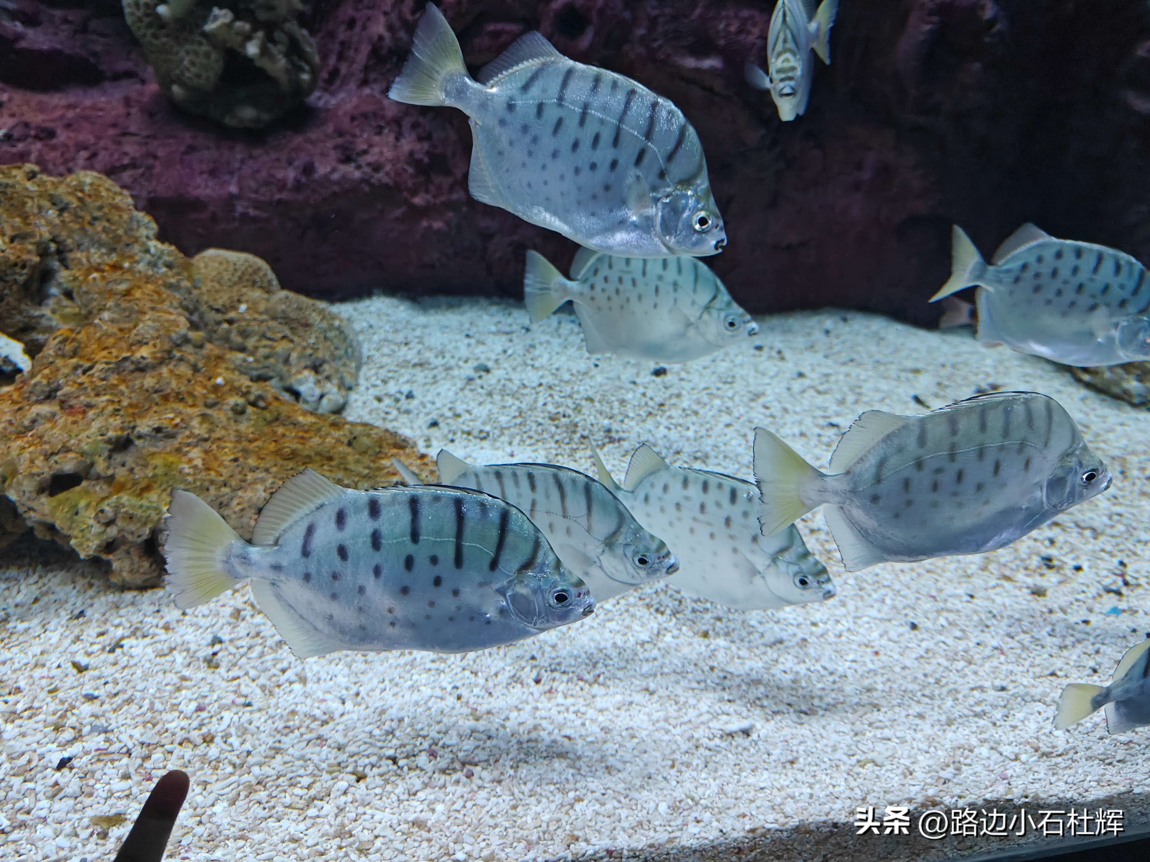北京富国海底世界海洋水族馆,北京海洋馆和工体海洋世界
