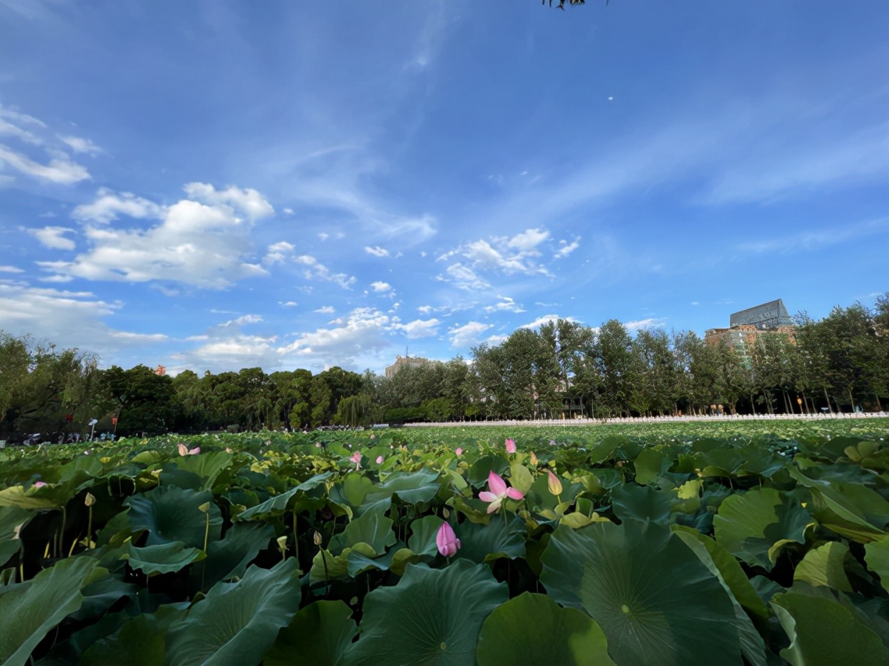 昆明一座让人流连忘返的城市,被低估的旅游城市昆明