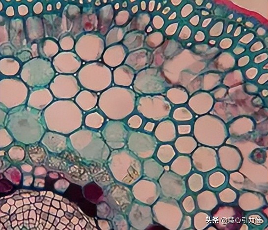 制样方法对IF钢透射电镜复型样品分析,样品的表面光洁度有何变化