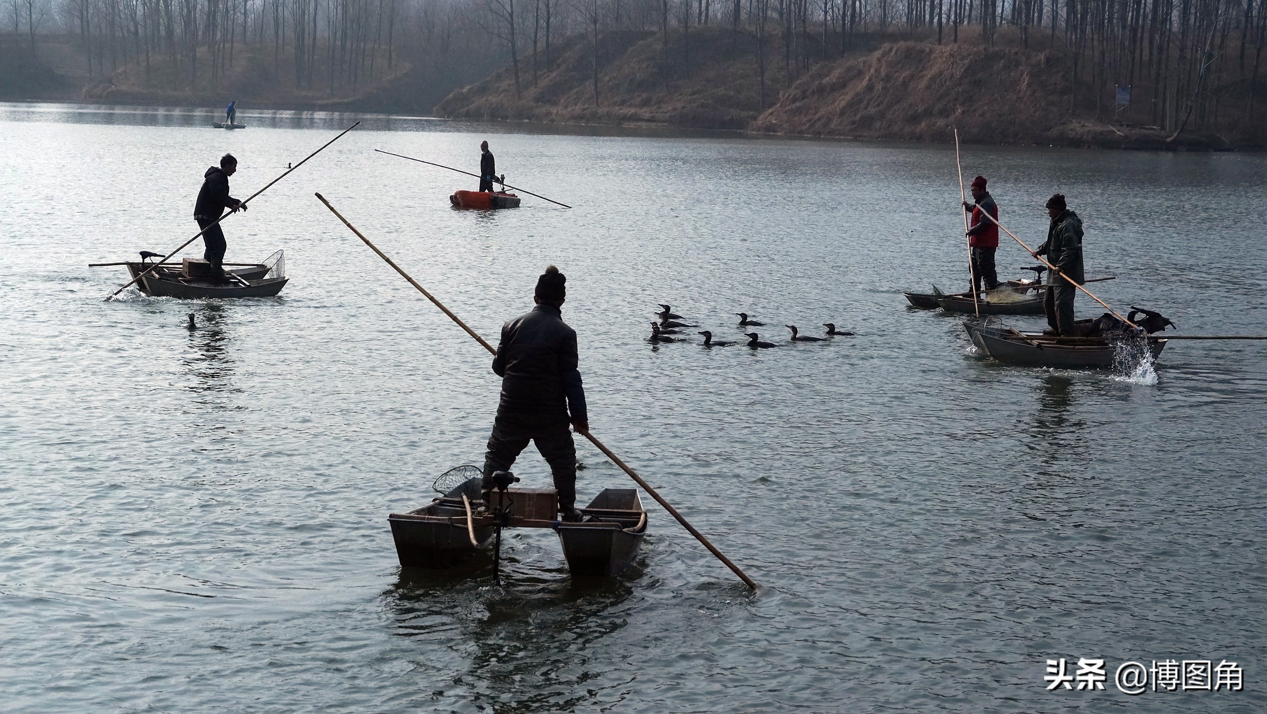 80年代农村鱼鹰捕鱼,渔民与鸬鹚捕鱼图片