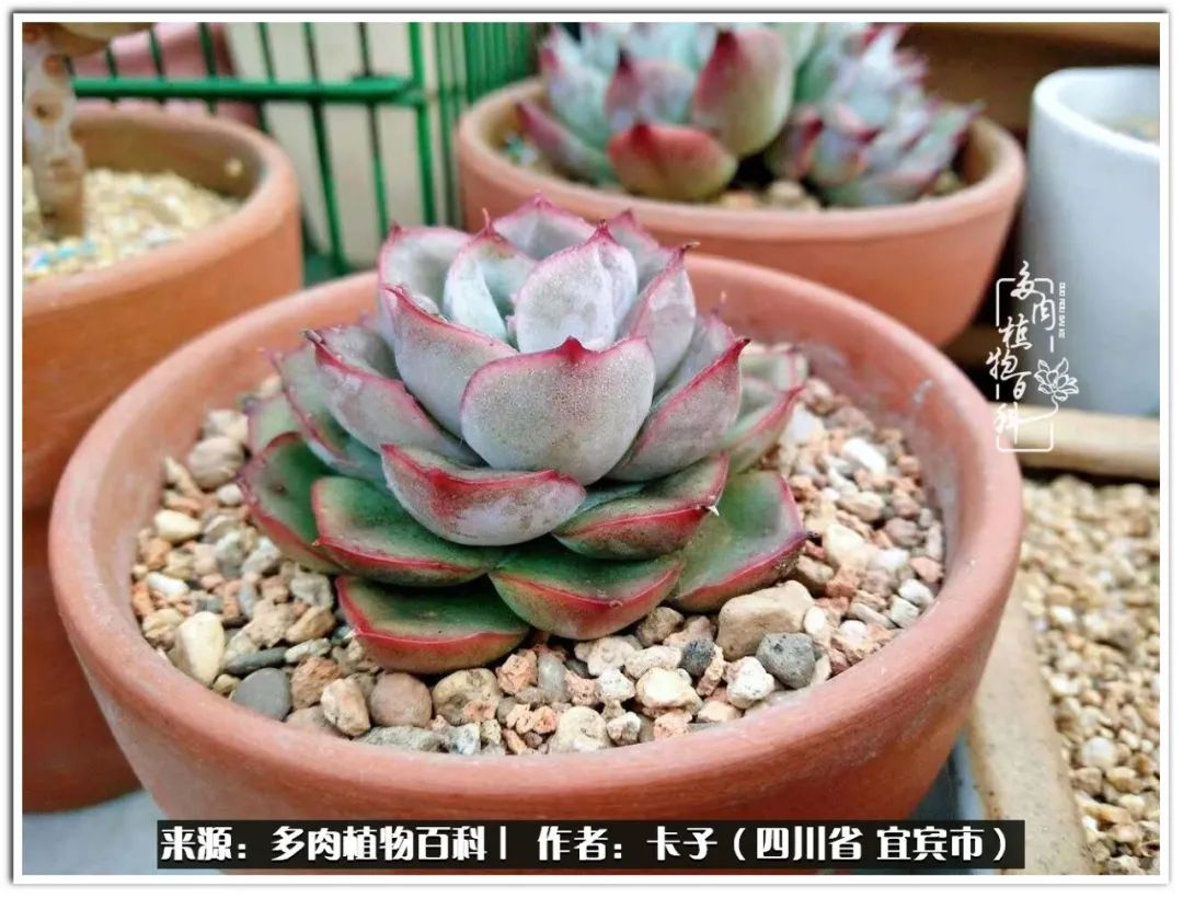 送我一轮明月文案,送我一轮明月