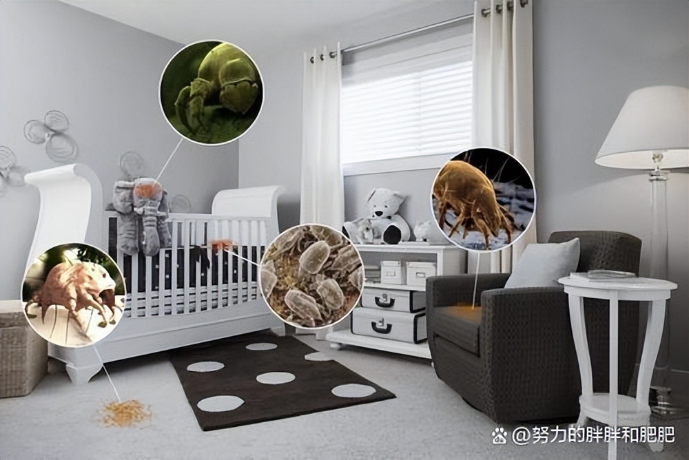 尘螨过敏每天接触灰尘能不能缓解,儿童对粉尘和尘螨过敏怎么办