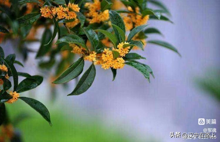 南峰心声,南峰情头