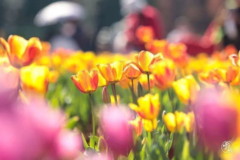 迈开脚步看风景别辜负昆明好风光,带你看云南昆明美景