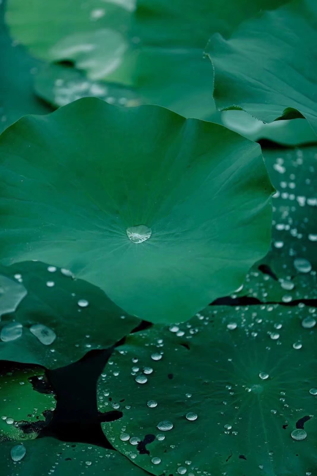 平生所愿不过烟火素淡守心自暖,烟火素淡守心自暖