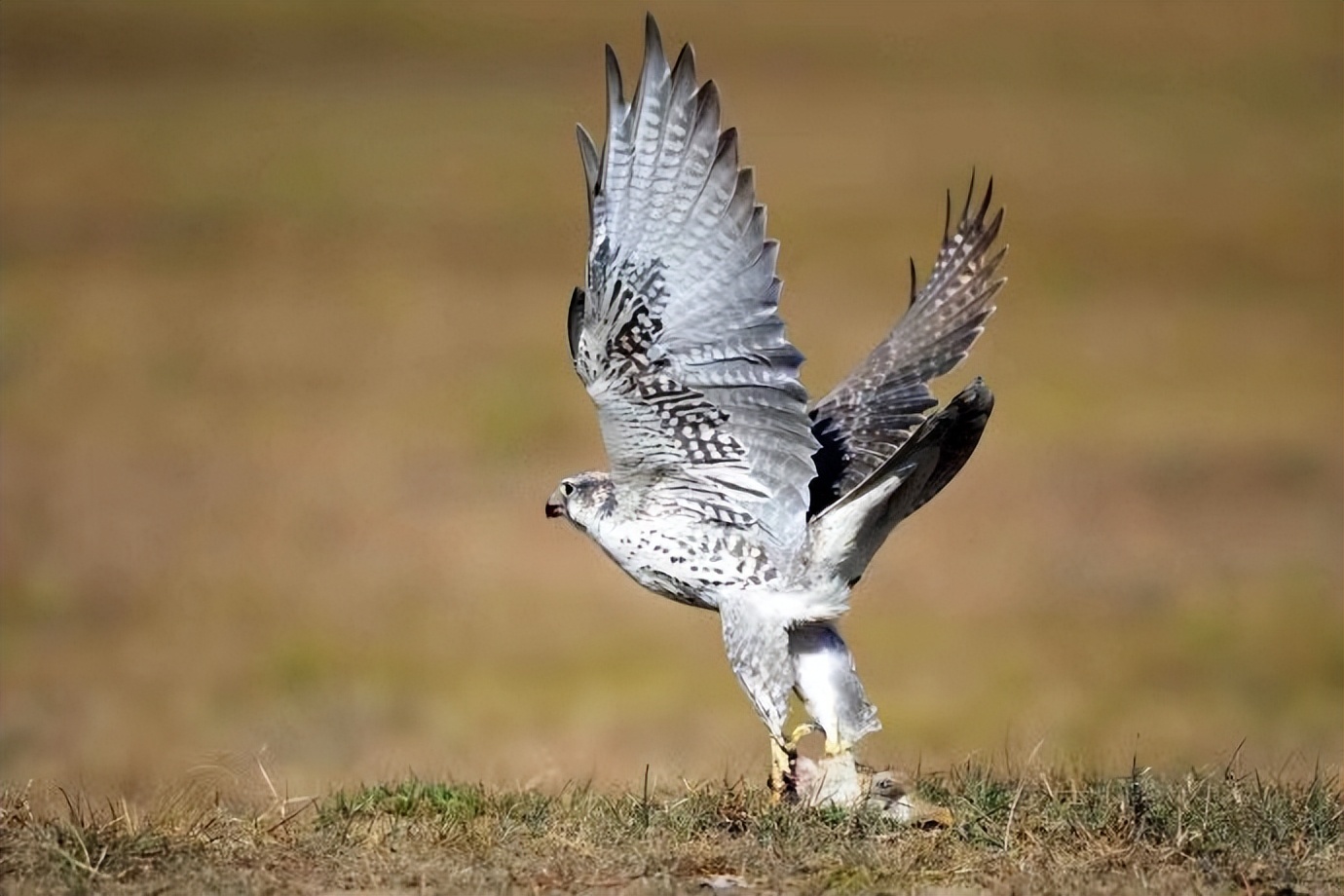 世界最奢侈的宠物狗,迪拜土豪的宠物鹰猎