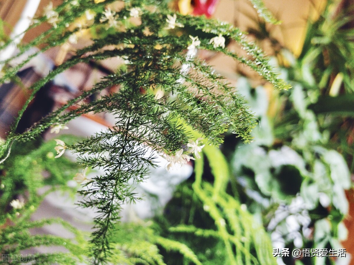 让文竹快速发芽的小方法,想让文竹长得粗壮怎么办