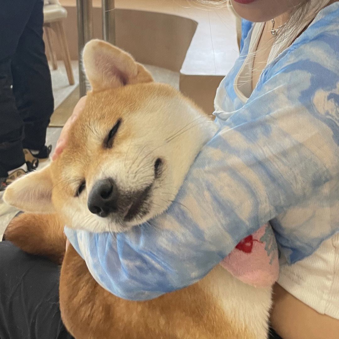 公认无攻击性的6种狗,什么狗最好养又听话还有攻击力