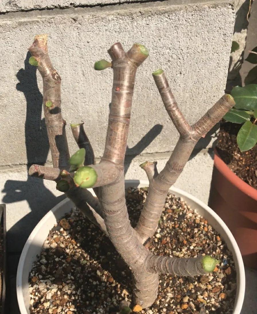 玉树开花儿了可以剪枝吗,玉树砍头老桩利于开花吗