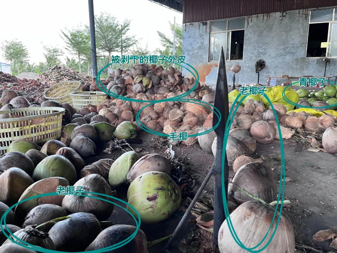 去海南探访椰子潮流背后的秘密,去海南要知道什么