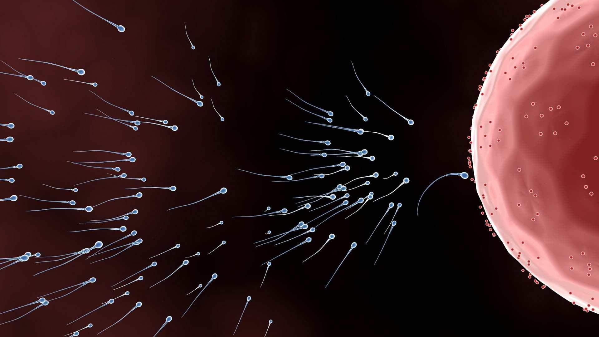 进入女性体内后，那些失败的精子都去了哪里？真是心疼又好笑