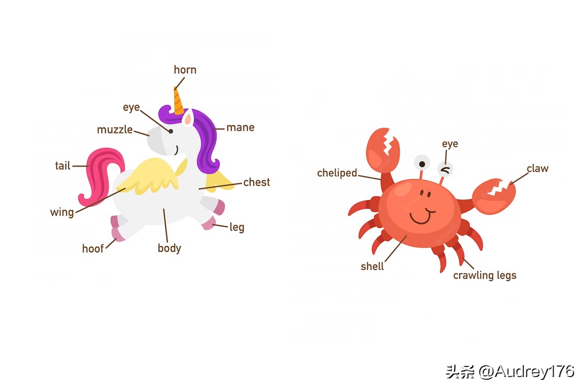 动物身体英语单词,动物身体部位英语