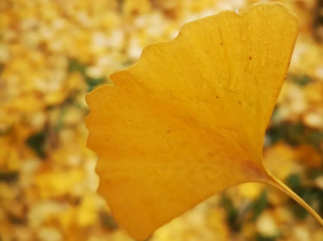 澳洲签证家庭签,澳洲签证多少钱