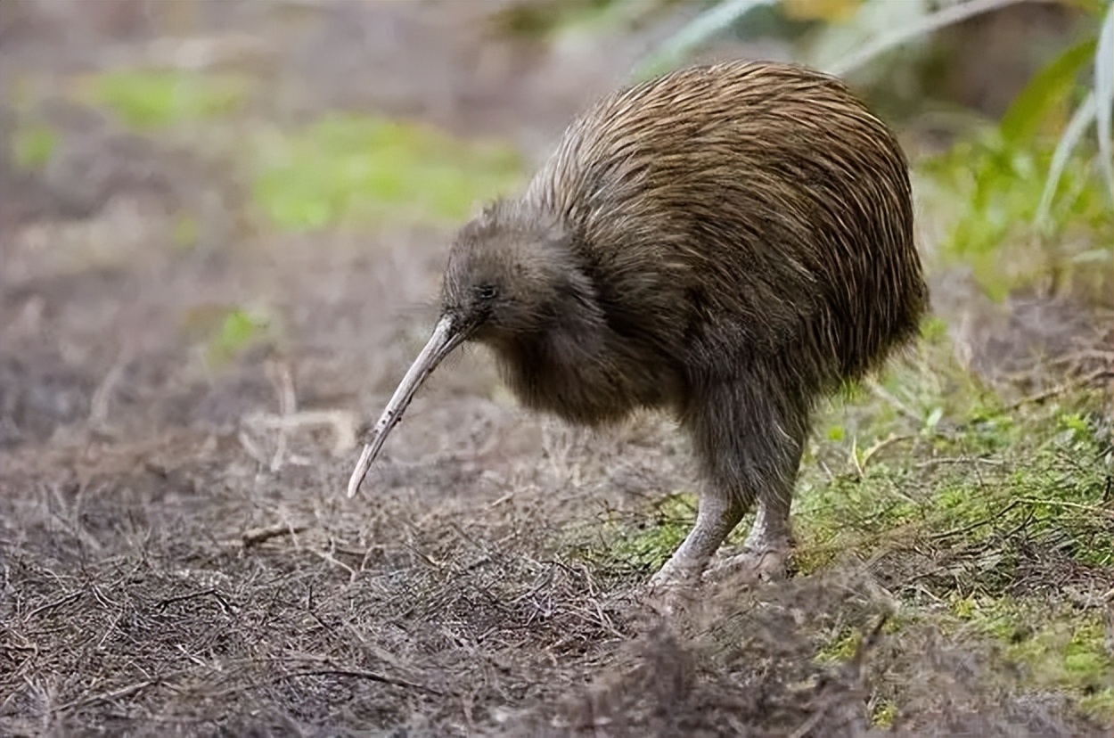 鸟翅膀退化,鸟退化了翅膀