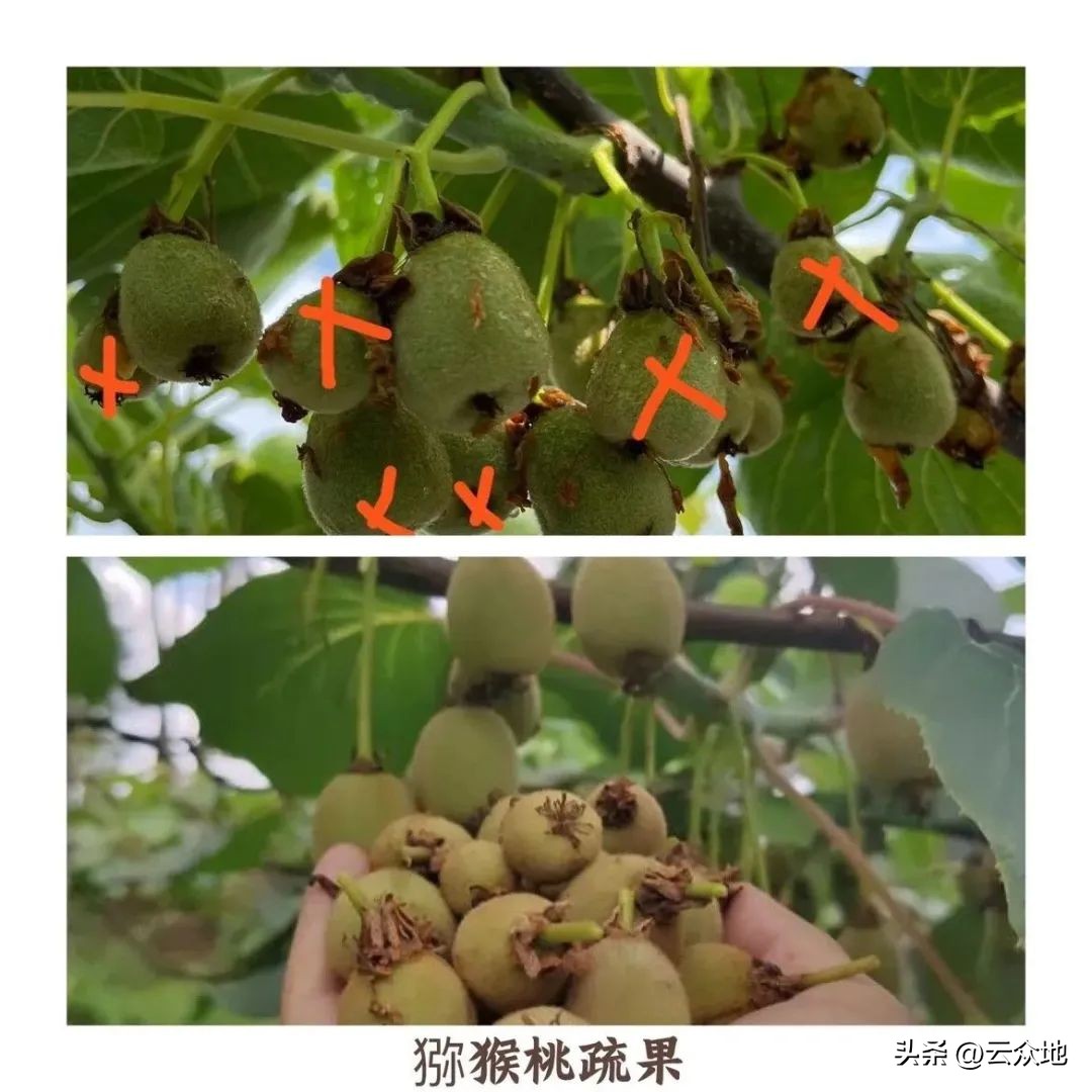 <html>
<head><title>502BadGateway</title></head>
<body>
<center><h1>502BadGateway</h1></center>
<hr><center>nginx</center>
</body>
</html>
<!--apaddingtodisableMSIEandChromefriendlyerrorpage-->
<!--apaddingtodisableMSIEandChromefriendlyerrorpage-->
<!--apaddingtodisableMSIEandChromefriendlyerrorpage-->
<!--apaddingtodisableMSIEandChromefriendlyerrorpage-->
<!--apaddingtodisableMSIEandChromefriendlyerrorpage-->
<!--apaddingtodisableMSIEandChromefriendlyerrorpage-->
