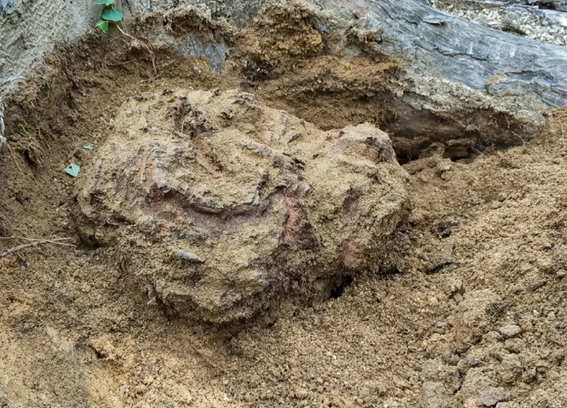 过去农村娃常挖来卖钱的6种植物，零花钱全靠它们，你认识几种