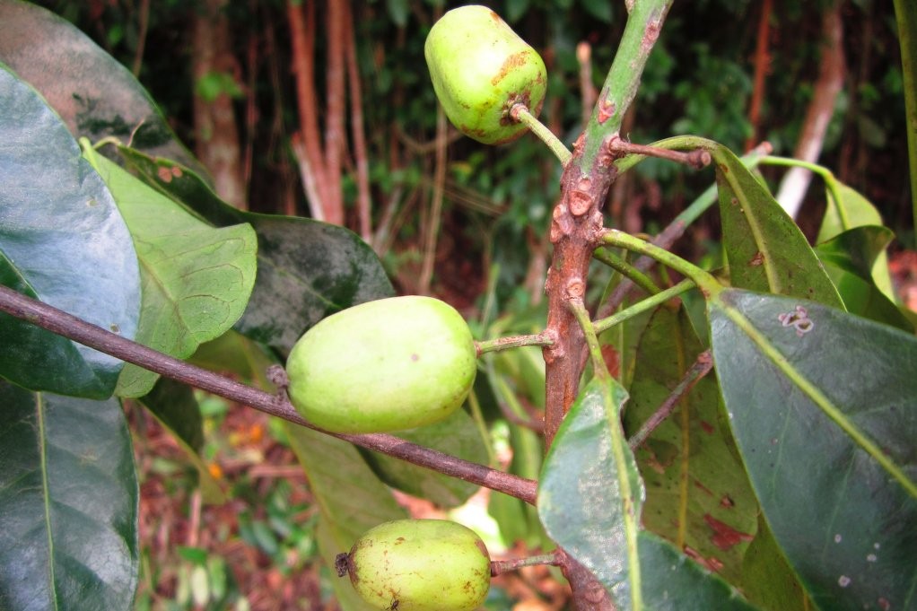 藤黄水果,藤黄科的水果有哪些