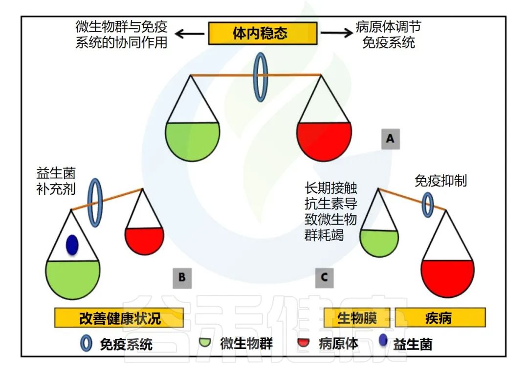 人体微生物分布于哪些位置,与人体共生的微生物