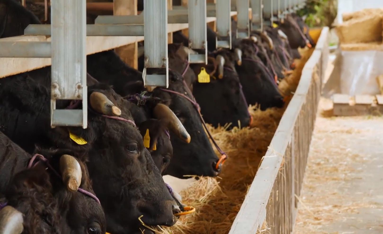 驴和马是杂交育种吗,马和驴是杂交育种吗