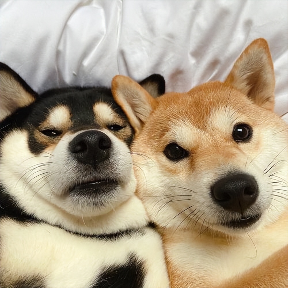 了解狗的“性”知识，别害羞，对狗狗有好处！